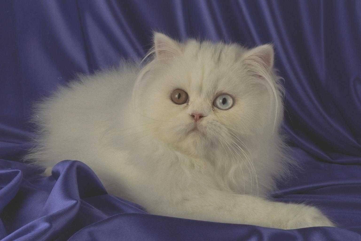 Порода белой кошки с разными глазами