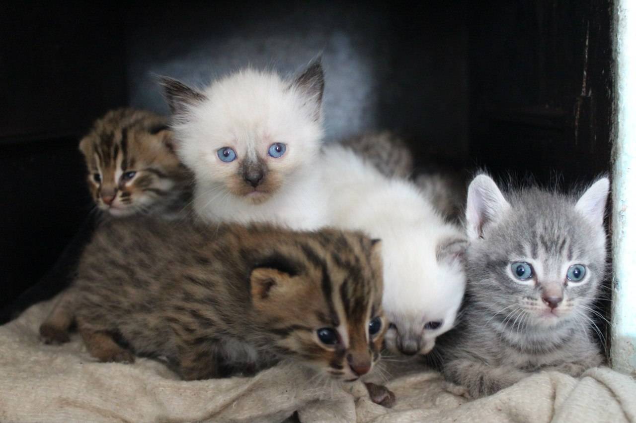 Самые маленькие кошки в мире: характеристика диких и домашних кошек