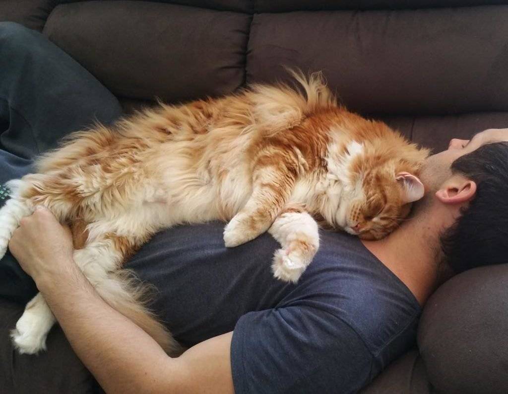 Почему кошки спят с хозяевами: причины такого поведения
почему кошки спят с хозяевами: причины такого поведения