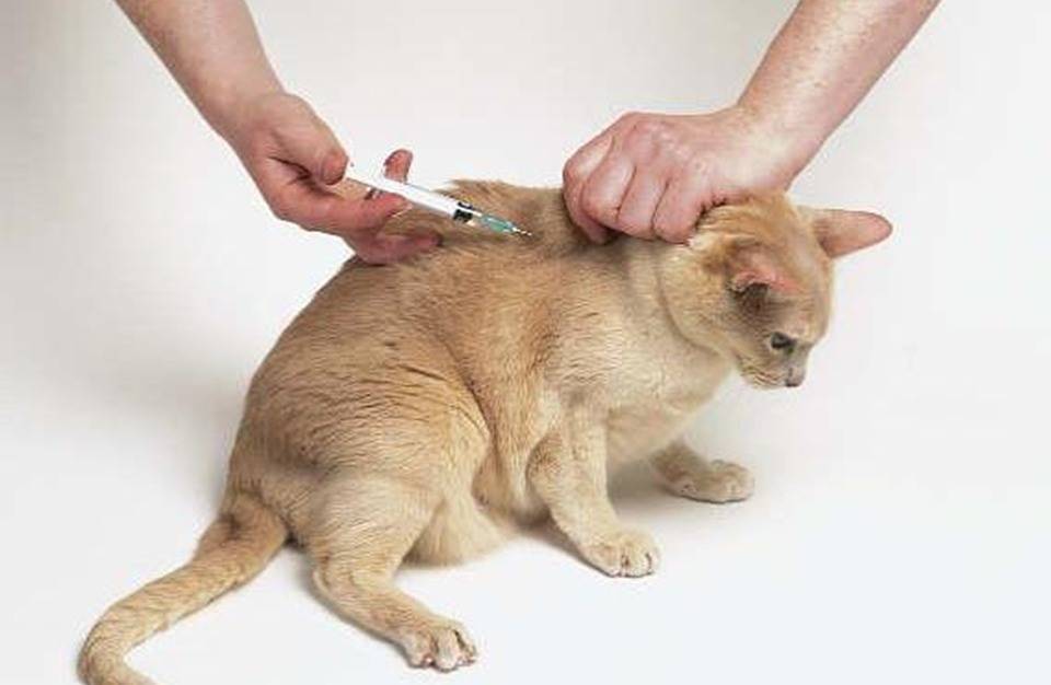 Как сделать укол кошке:  в бедро и холку, фото и видео