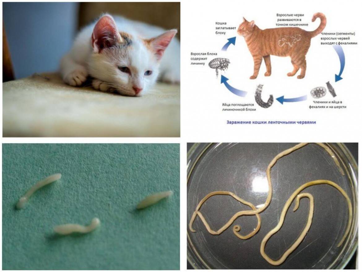 Передаются ли глисты от кошек человеку?