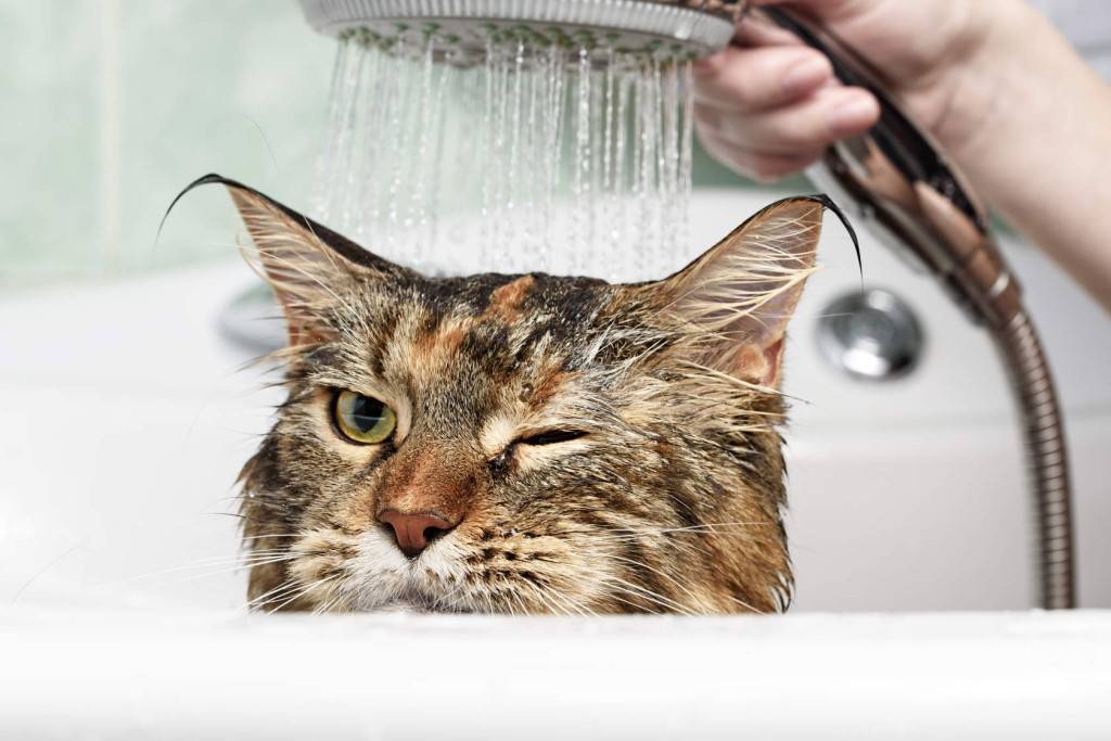 Почему кошки постоянно моются, зачем котята и взрослые коты часто умываются?