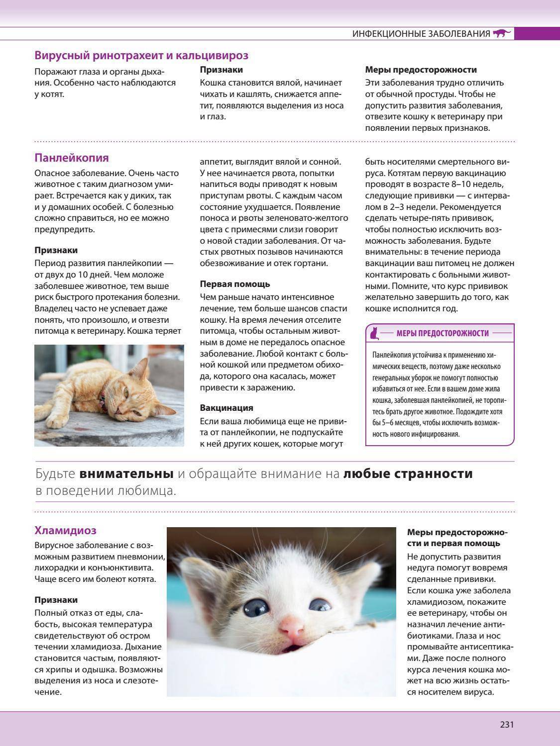 Инсульт у кошек — симптомы, лечение и восстановление после болезни