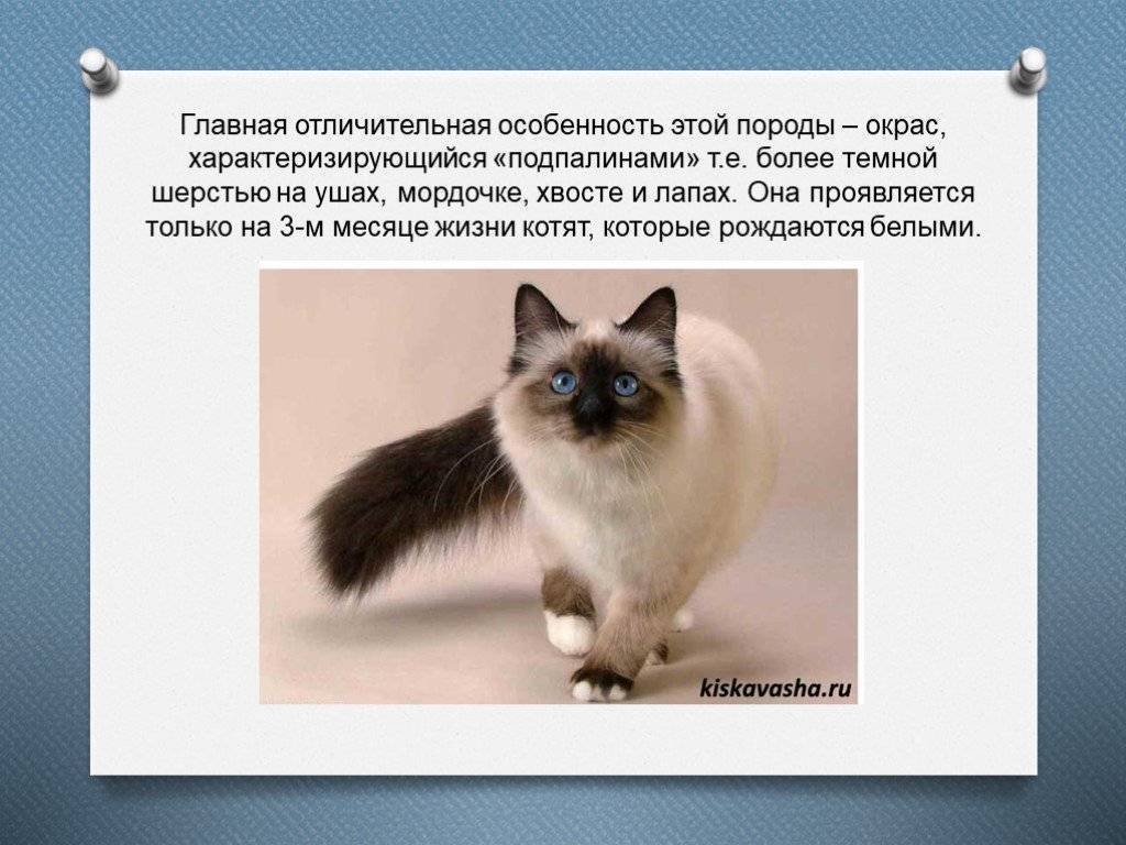 ᐉ тонкинская кошка - описание пород котов - ➡ motildazoo.ru