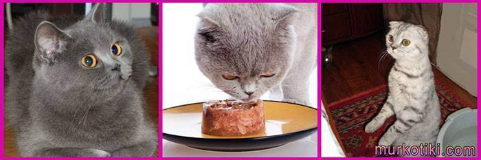 Как ухаживать за вислоухим шотландским котенком? особенности содержания и питания скоттиш-фолда. как правильно приучить к лотку?