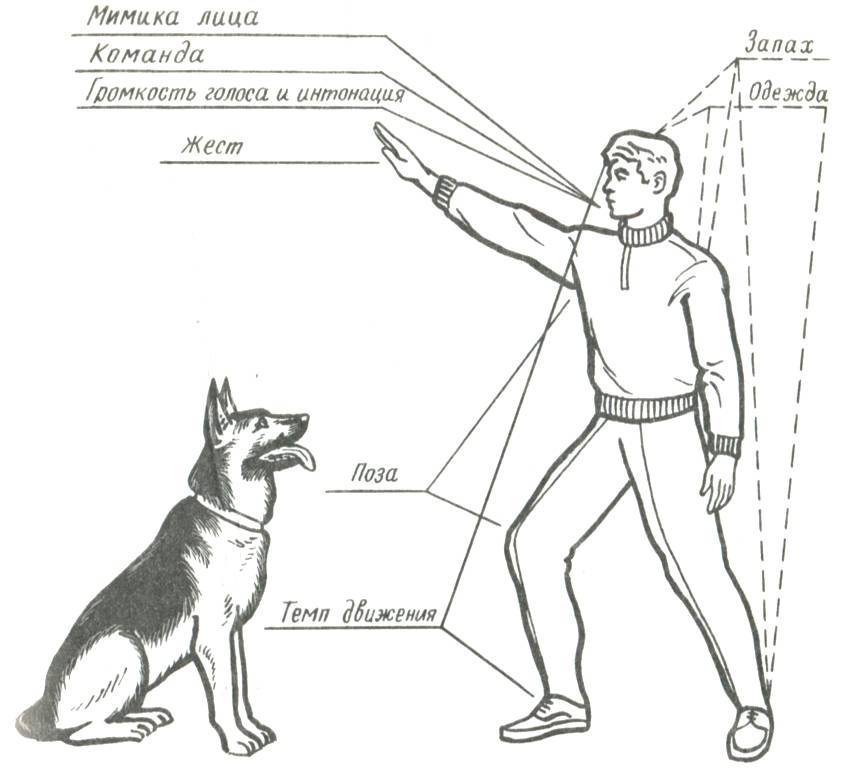 Как научить собаку команде рядом, без поводка, на поводке (+видео)
