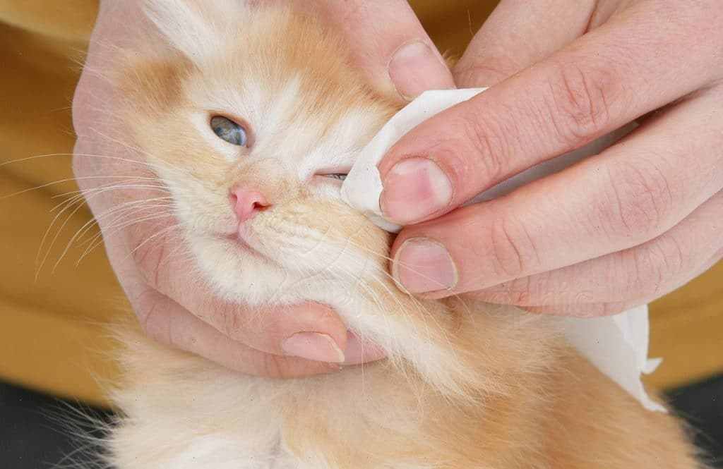 Чем промыть глаза кошке в домашних условиях: хлоргексидин или?