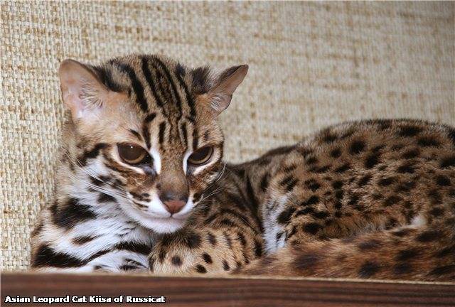 Азиатская леопардовая кошка