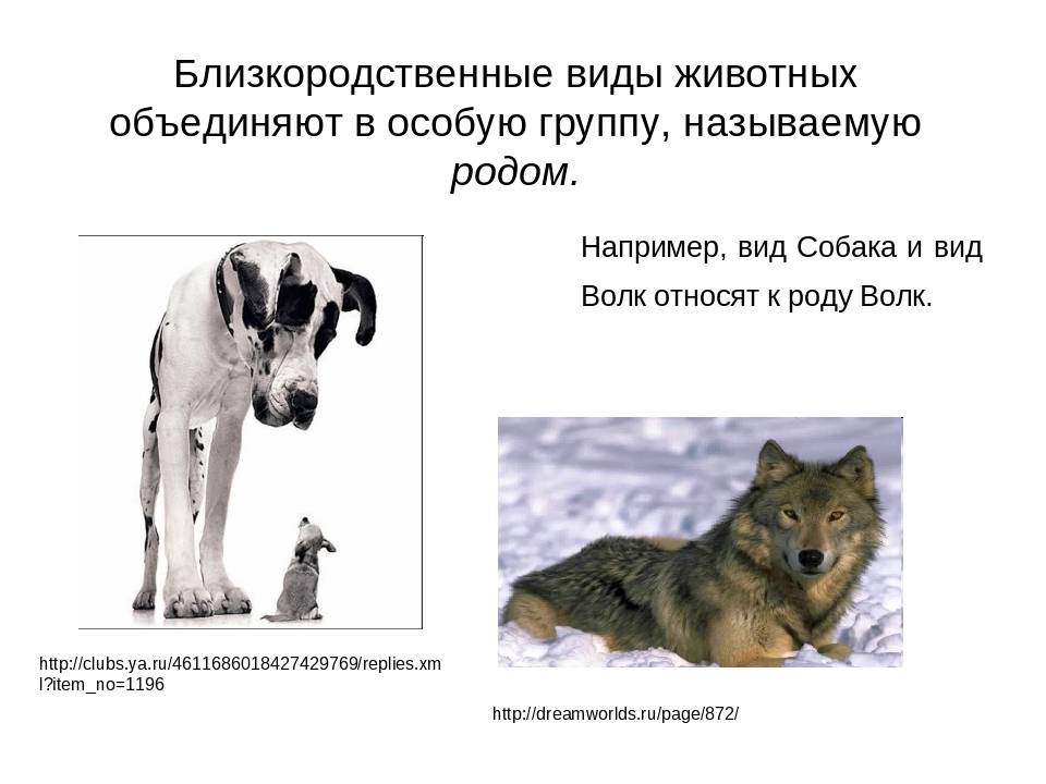 Собака | собакопедия вики | fandom