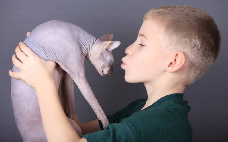 Гипоаллергенные кошки: представители каких пород не линяют, не пахнут и не вызывают аллергии?