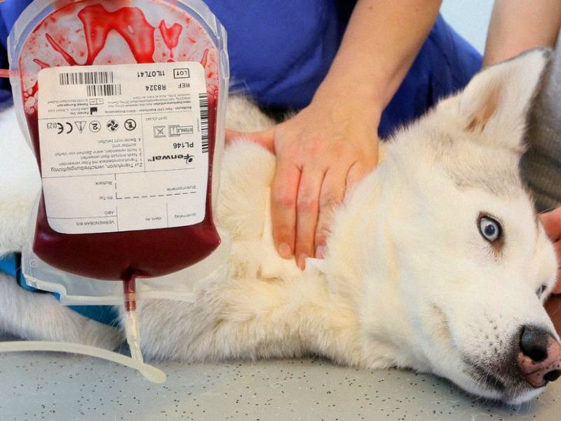 Собака писает кровью или мочой странного цвета: причины, диагностика и лечение