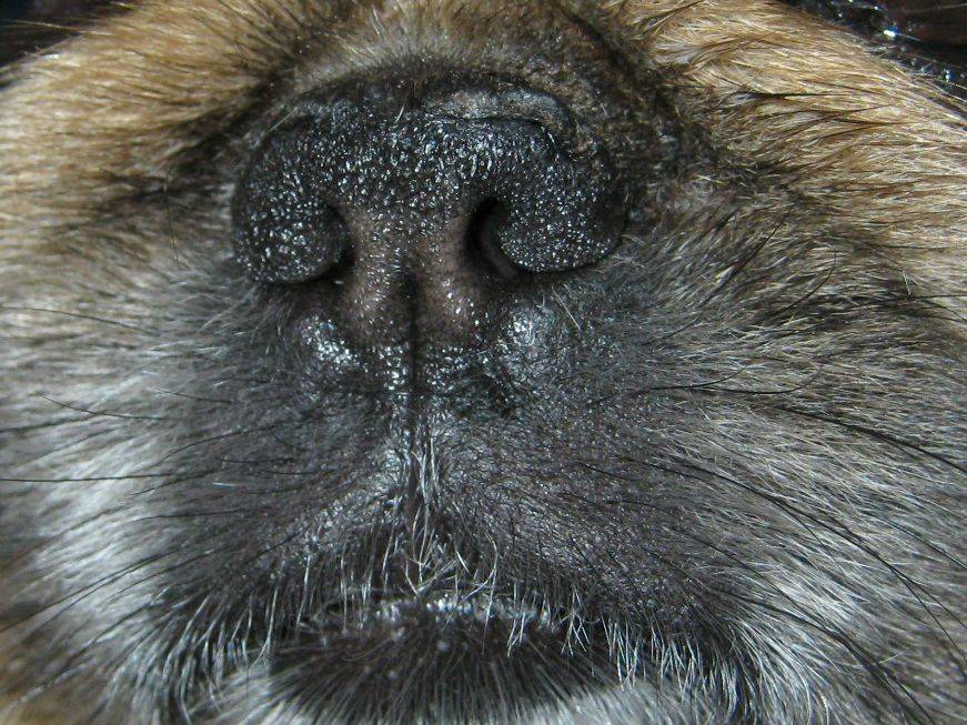 Какой у собаки должен быть нос: сухой или мокрый, сухой и тёплый?