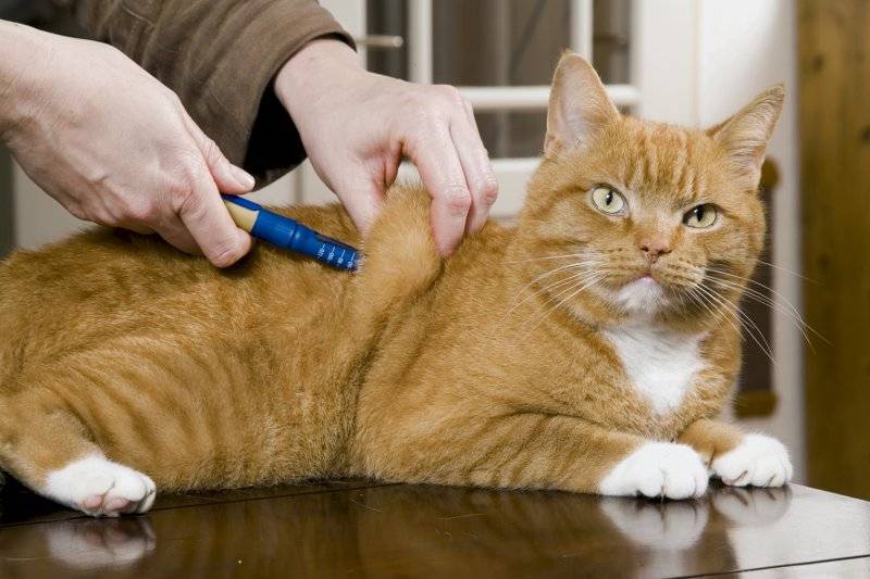 Как сделать укол коту внутримышечно в домашних условиях: схема