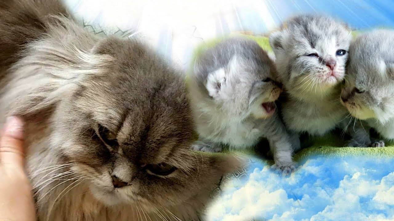 Кошка отказалась от котят - что делать, чем кормить