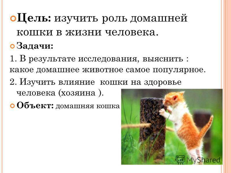 Кошки и женское здоровье