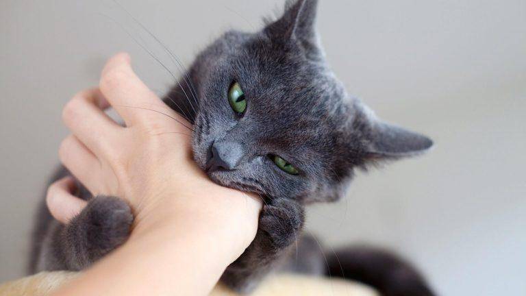 Как отучить кота кусаться: эффективные методы воздействия