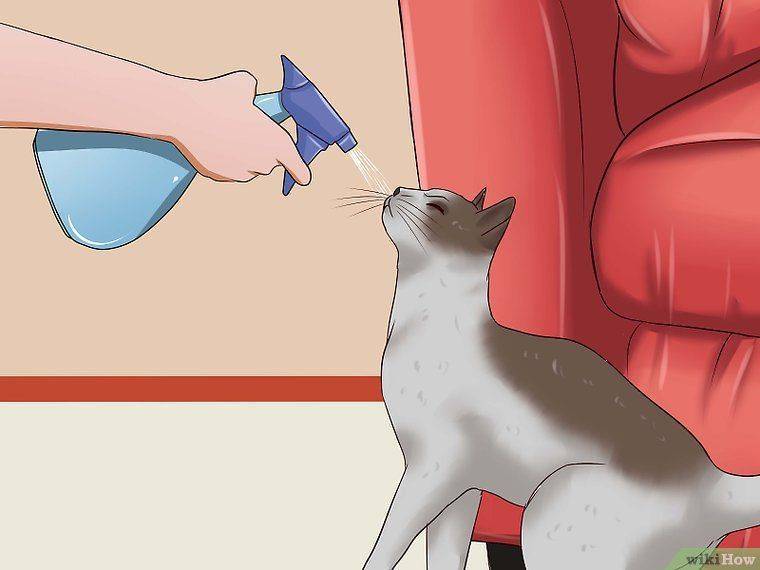 Как отучить кошку драть обои и мебель