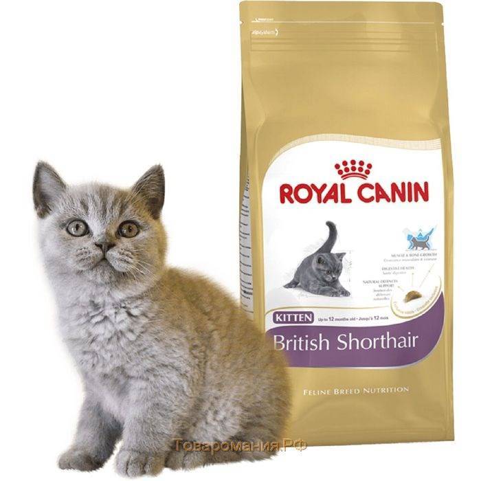 Какие корма для кошек рекомендуют ветеринары: бренды и торговые марки