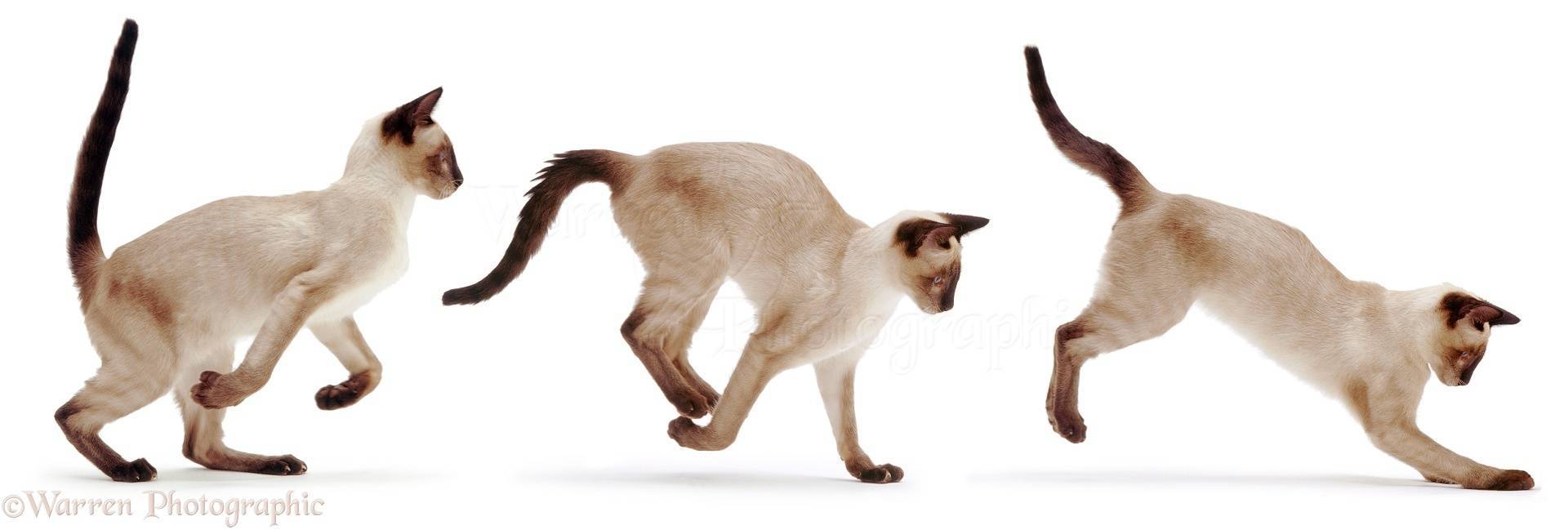 Почему кот трясет хвостом но не метит. почему коты дергают хвостом. общение головой с помощью головы