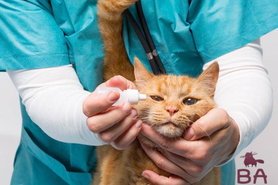 Коронавирус у кошки: симптомы, как лечить, передается ли человеку, профилактика
