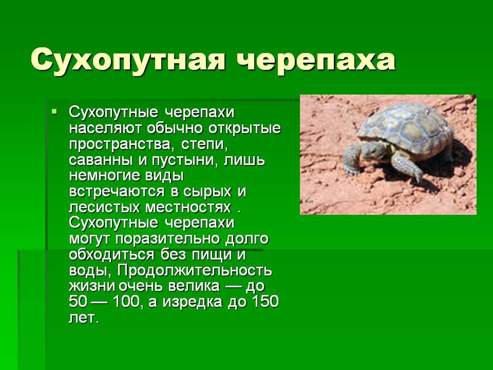 Черепахи 8 класс биология. Сведения о черепахе. Доклад про черепаху. Рассказ о черепахе. Рассказ про черепах.