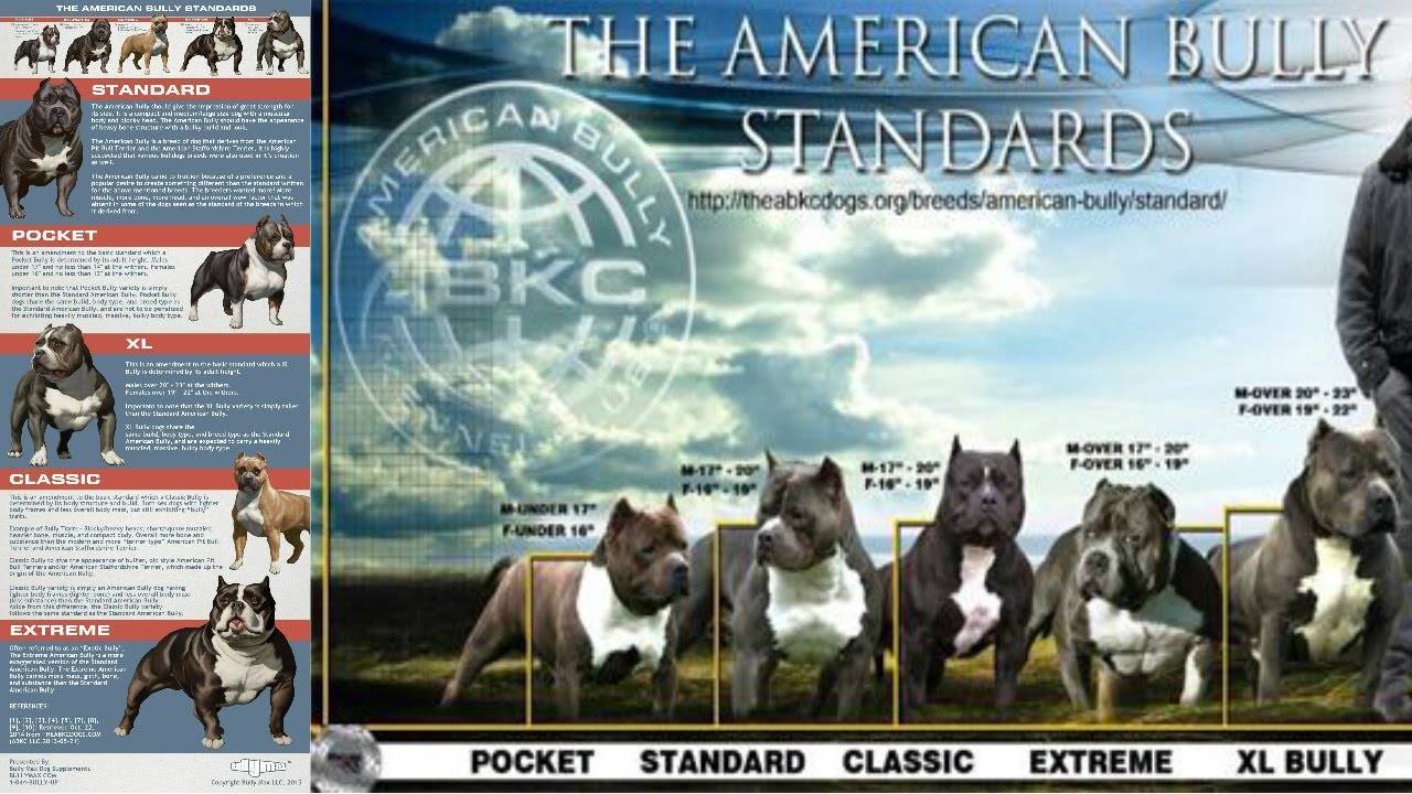 Американский булли размеры. Американский булли Standard стандарт. Американский булли Классик. Амер булли стандарт характер. Рост щенков американского булли.
