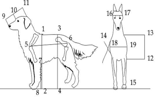 Как измерить рост собаки в холке: полезный навык для любого хозяина