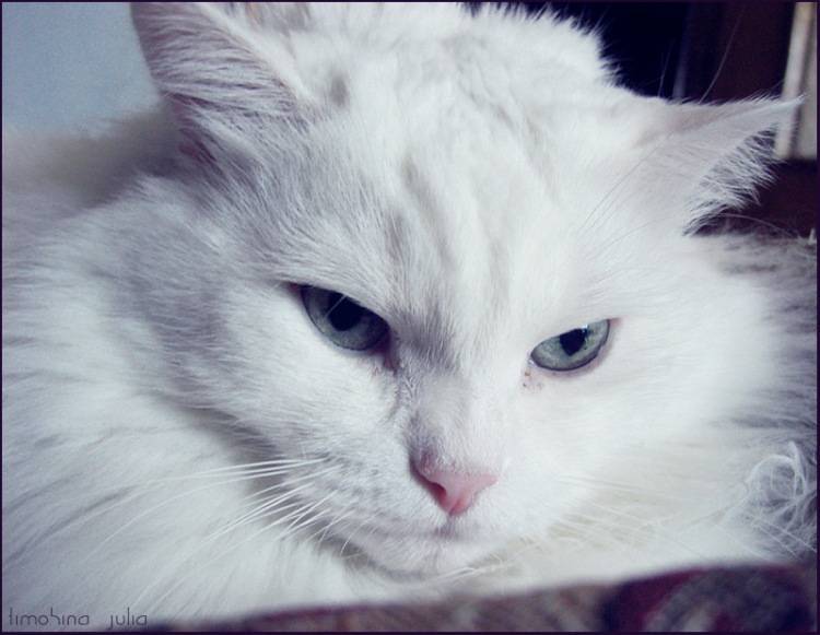 Белые кошки — обзор пород, особенности ухода и вязки