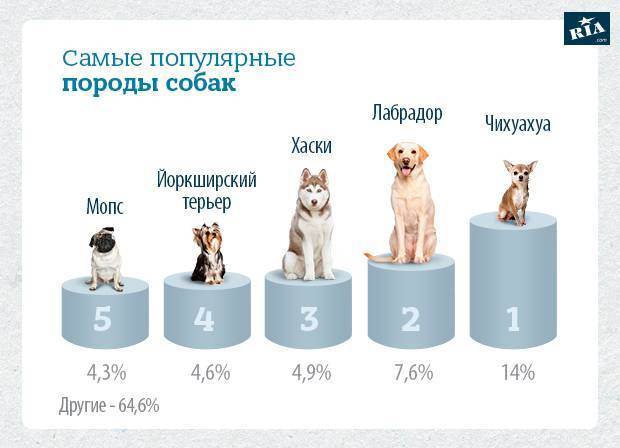 Самая умная маленькая порода собак – мнение профессиональных заводчиков - kupipet.ru