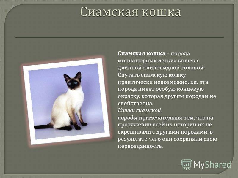 Все, что нужно знать о кошках породы рэгдолл