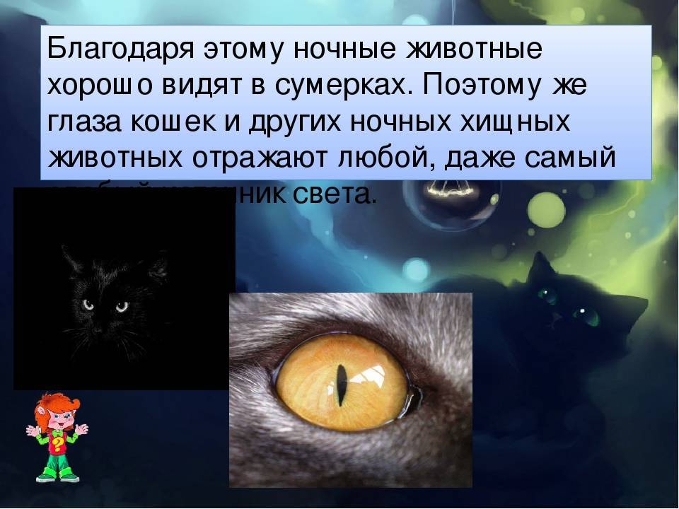 Почему у кошек светятся глаза в темноте - мамин советник