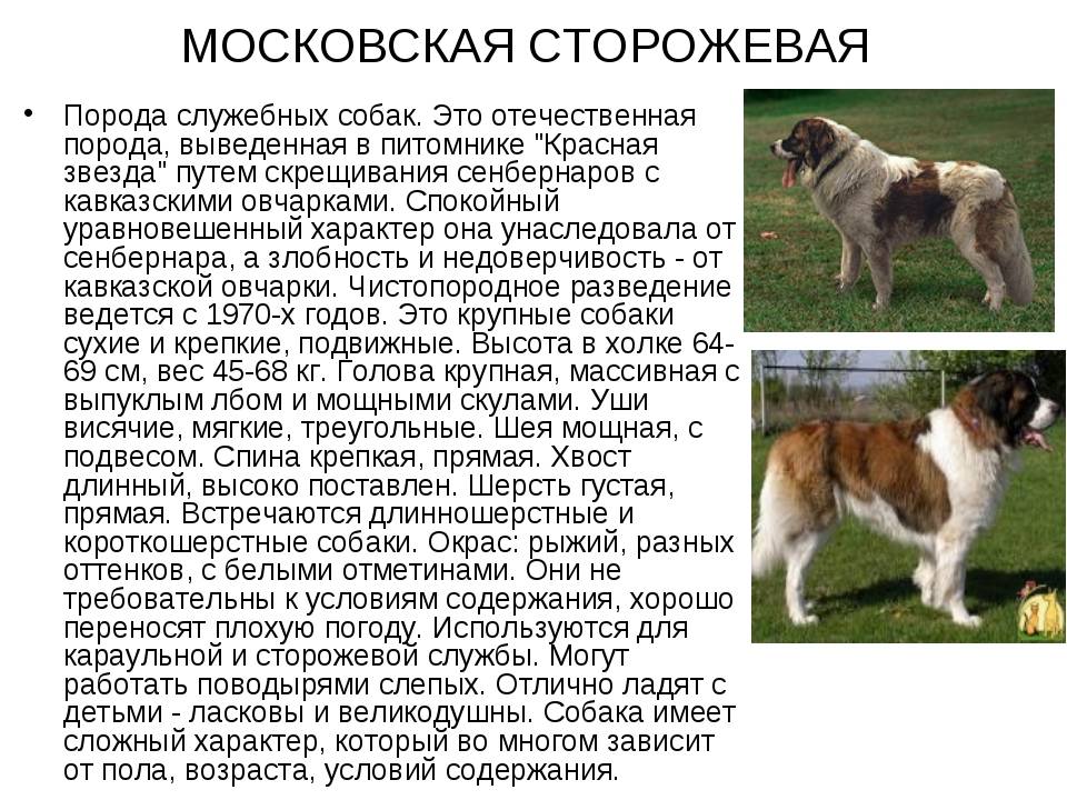 Служебные породы собак: фото, названия, описание, отзывы и видео