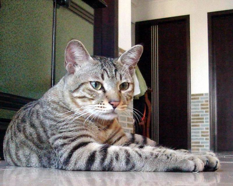 Китайская кошка ли хуа: особенности породы и характера, размножение