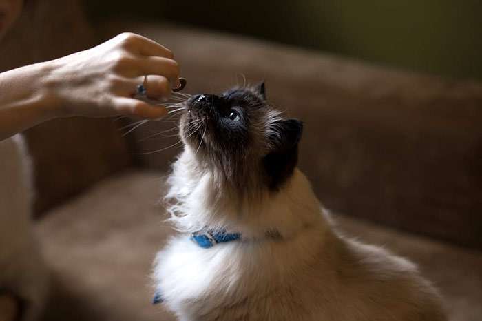 Как правильно кормить кошек: советы экспертов