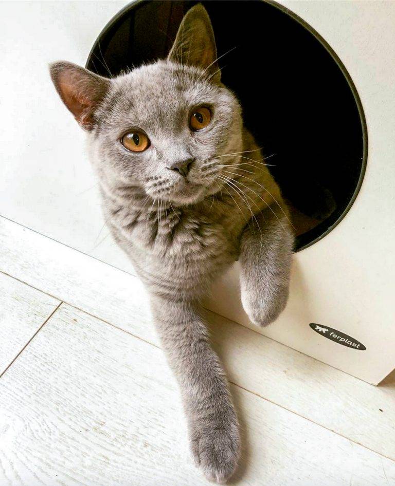 10 кошачьих привычек, от которых в восторге все хозяева - gafki.ru