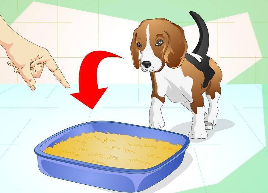 Как приучить щенка к пеленке в 2 месяца