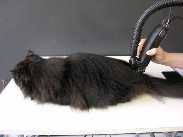 Как самому подстричь кота: инструкция с фото и видео
