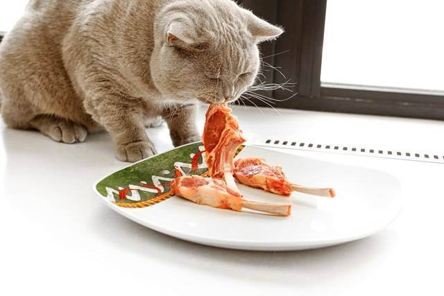 Чем кормить британских котов? что едят кошки британской породы в домашних условиях? правильное питание британцев