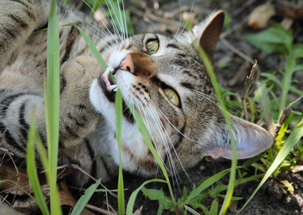 Какую траву едят кошки? ответы эксперта