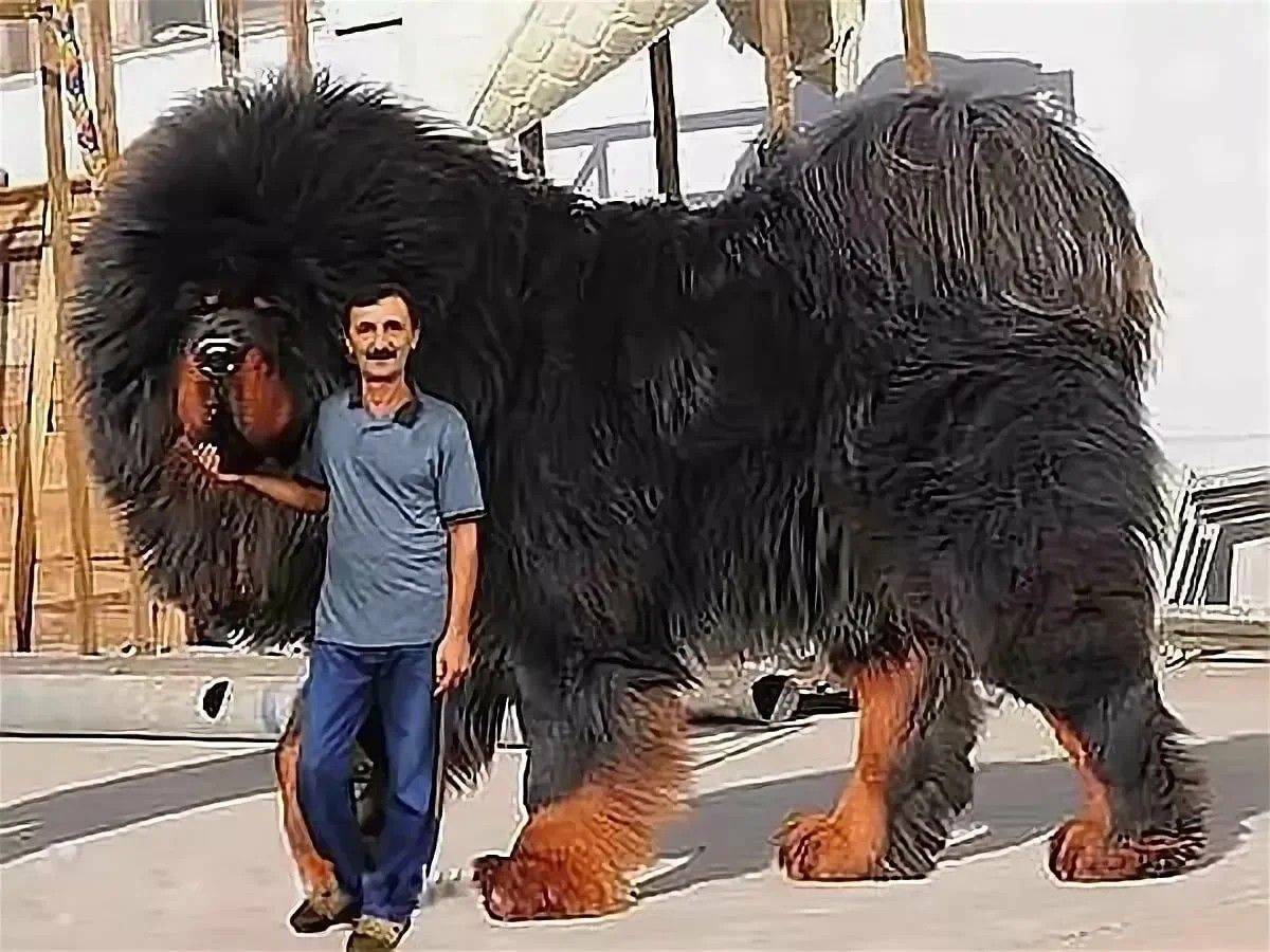 Собака китайский мастиф фото с человеком