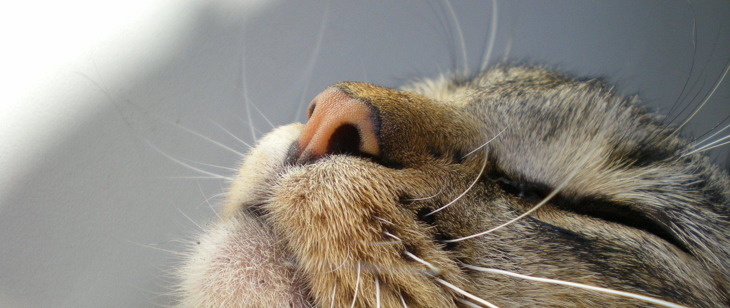 Как правильно называются усы у кошек?