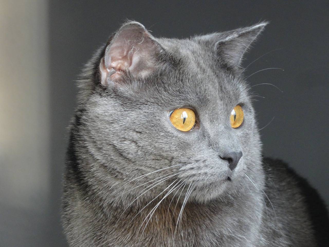 Серый кот - фото, описание и характеристика породы