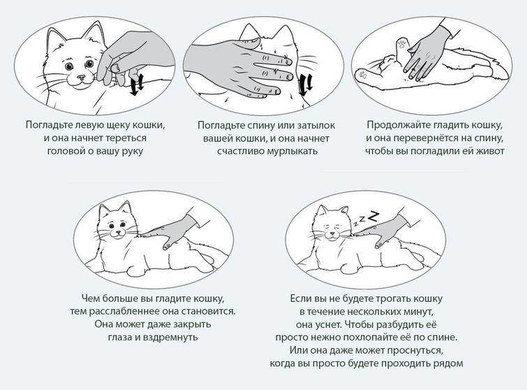 Причины укусов и царапин от котенка: варианты когда гладишь и просто так