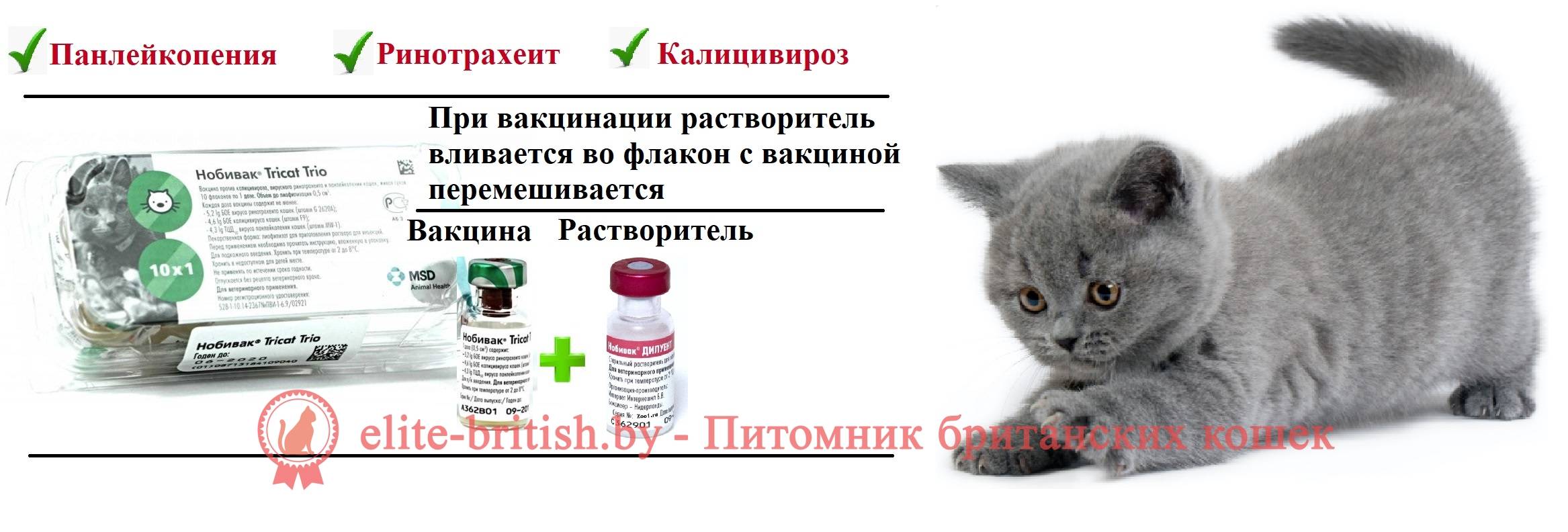 График прививок для кошек