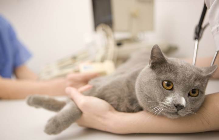 Симптомы и лечение отравления у кошек