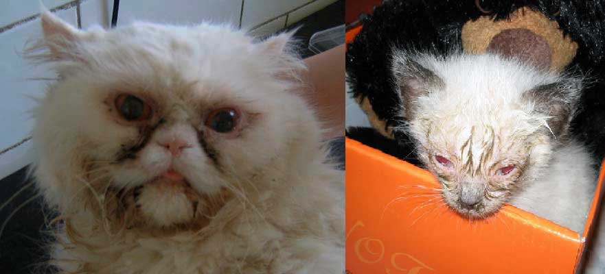 Кот чихает и слезятся глаза: чем лечить в домашних условиях?