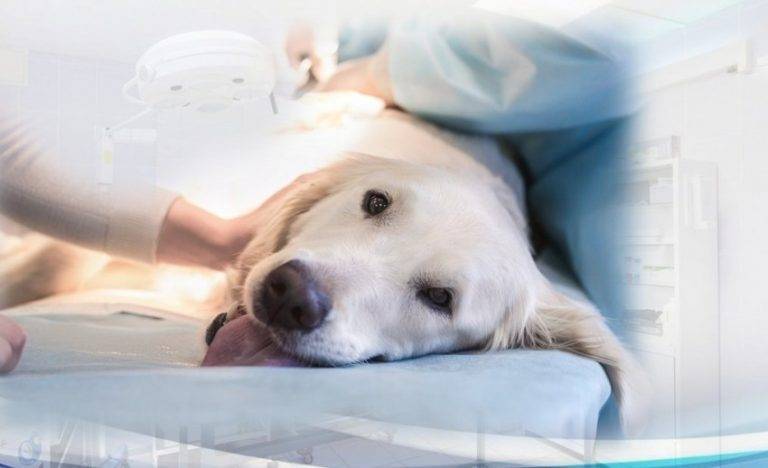 Кастрация собаки: плюсы и минусы операции, в каком возрасте