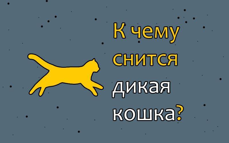 К чему снится кошка, которая царапает и кусает, нападает — сонник | zdavnews.ru