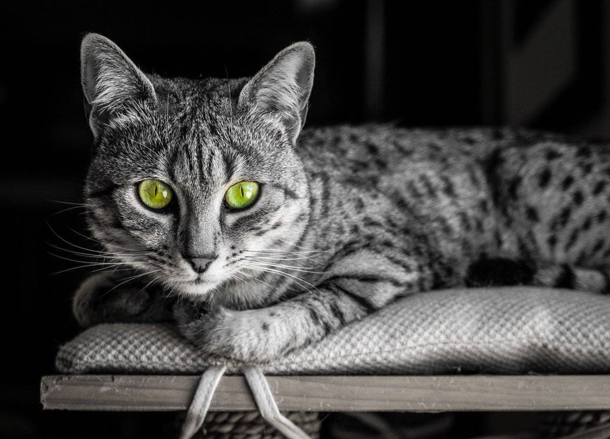 Египетская мау — кошка которая никого не оставит равнодушным! шикарный внешний вид и прекрасный характер, более подробно читайте в статье!
