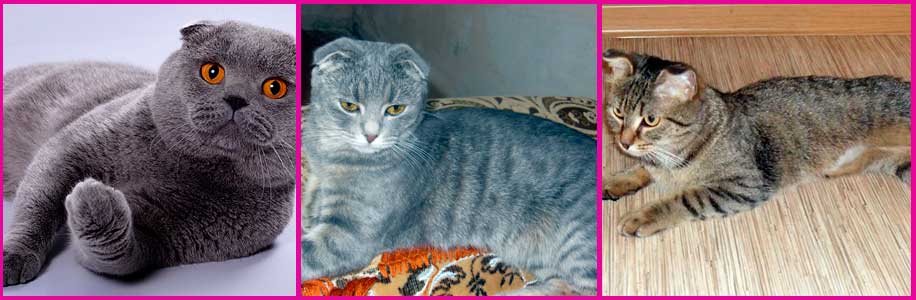 Сомнения в породе кошечки, помогите разобраться - британский котенок не становится плюшевой - запись пользователя анастасия (kisa33) в сообществе домашние животные в категории помогите советом - babyblog.ru